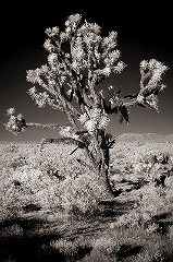 Joshua Tree 2 Mojave Desert, CA  Dave Hickey